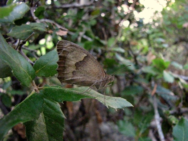 Satirydae da id